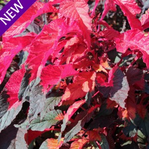 Amaranthus gangeticus 'Molten Fire'